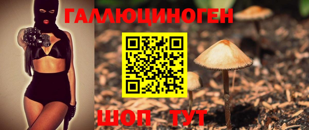 Псилоцибиновые грибы Psilocybe Отрадное